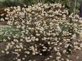 vignette Edgeworthia chrysantha 'Grandiflora'