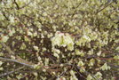 vignette Corylopsis pauciflora   /Hamamlidaces   /Japon,Tawan