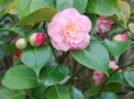 vignette Camellia japonica 'Mary J. Wheeler'   (USA 1957)