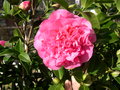 vignette Tombola, 5 camélias à gagner, Camellia hybride 'Debbie'