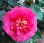 vignette Camellia japonica 'R. L. Wheeler'   (Central Georgia Nurseries, USA 1949)