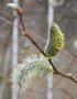 vignette Salix atrocinerea