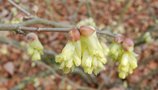 vignette Corylopsis gotoana / Hamamelidaceae  / Japon