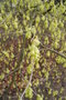 vignette Corylopsis spicata / Hamamelidaceae / Japon