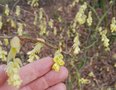 vignette Corylopsis coreana / Hamamelidaceae / Core