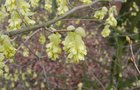 vignette Corylopsis veitchiana / Hamamelidaceae / Hupeh