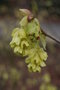 vignette Corylopsis veitchiana / Hamamelidaceae / Hupeh
