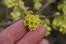 vignette Corylopsis veitchiana / Hamamelidaceae / Hupeh