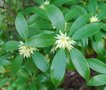 vignette Illicium anisatum / Illiciaceae / Sud Chine