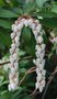 vignette Pieris japonica 'Forest Flame'