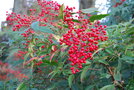 vignette Nandina domestica / Berberidaceae / Centre Chine, Japon