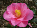 vignette Camélia ' DAINTINESS '  camellia hybride williamsii