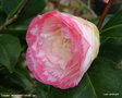 vignette Camélia ' MARGARET DAVIS ' camellia japonica