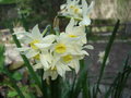 vignette Narcissus