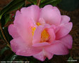 vignette Camélia ' TAYLOR'S PERFECTION ' camellia hybride williamsii