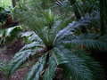 vignette fougre arborescente  Lomaria blechnum gibbum