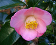 vignette Camélia ' SUNNY SIDE  ' camellia japonica