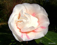 vignette Camlia ' ASPASIA MACARTHUR ' camellia  japonica , sur  ' MARGARET DAVIS ' camellia japonica