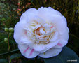 vignette Camlia ' ASPASIA MACARTHUR ' camellia  japonica , sur ' MARGARET DAVIS ' camellia japonica