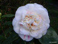 vignette Camlia ' ASPASIA MACARTHUR ' camellia  japonica , sur  