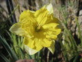 vignette Narcissus Split Chanterelle