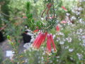 vignette Erica versicolor