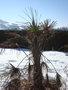 vignette trachycarpus fortunei