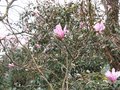 vignette Magnolia Leonard Messel au 10 03 09