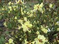 vignette Rhododendron lutescens au 10 03 09