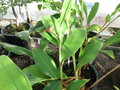 vignette Hedychium horsfieldii