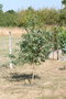 vignette Eucalyptus acaciiformis 20050726