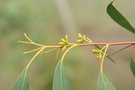 vignette Eucalyptus acaciiformis 20060913 boutons