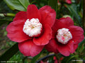 vignette Camélia ' BOKUHAN ' camellia japonica