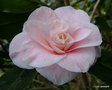 vignette Camélia ' BETTY SHEFFIELD BLUSH ' camellia japonica