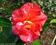 vignette Camélia ' VILLE de NANTES ' camellia japonica
