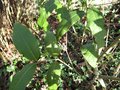 vignette osmanthus yunnanensis 1 au 11 03 09