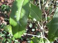vignette osmanthus yunnanensis 2 au 11 03 09