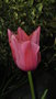 vignette jolie tulipe rose