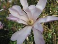 vignette Magnolia leonard messel fleur en gros plan au 12 03 09