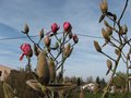 vignette Magnolia vulcan et ses premieres fleurs au 12 03 09