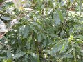 vignette Pittosporum crisprum au 12 03 09