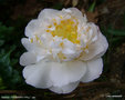vignette Camélia ' FRAGRANT FRILL ' camellia japonica , parfumé