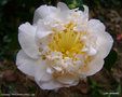 vignette Camélia ' FRAGRANT FRILL ' camellia japonica, parfumé