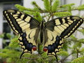 vignette Papilio machaon - Machaon