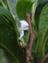 vignette Pseudococcus longispinus - Cochenille farineuse sur Styrax japonica en extrieur  Brest