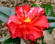 vignette Camélia ' VILLE de NANTES ' camellia japonica