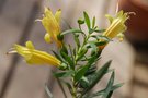 vignette Eremophila maculata-Myoporacees