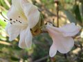 vignette Rhododendron alison johnstone au 13 03 09