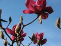 vignette Magnolia vulcan vue rapproche 1 au 13 03 09