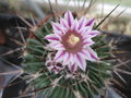 vignette Echinofossulocactus lamellosus = Stenocactus